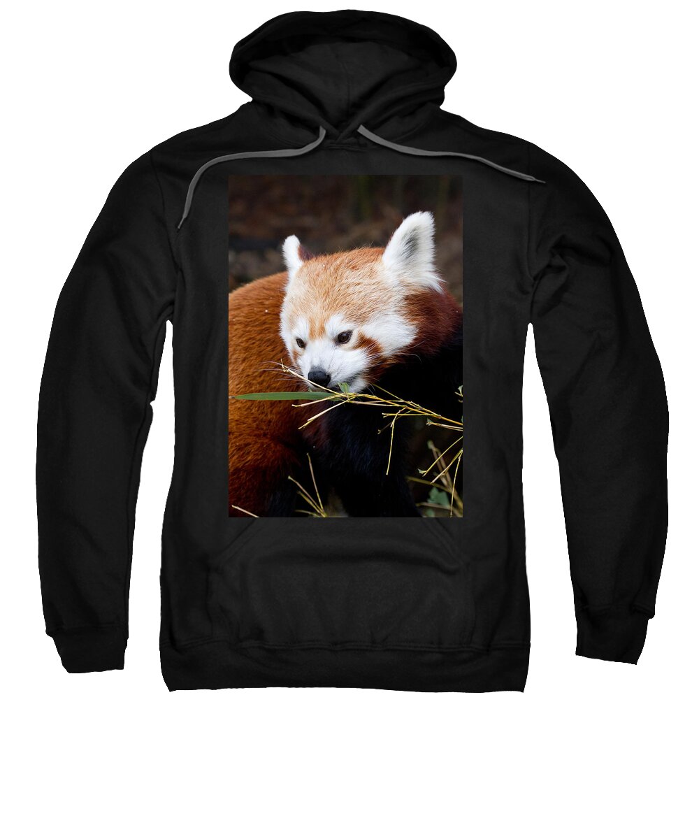 Animal Sweatshirt featuring the photograph Red Panda Ailurus Fulgens In Captivity by David Kenny