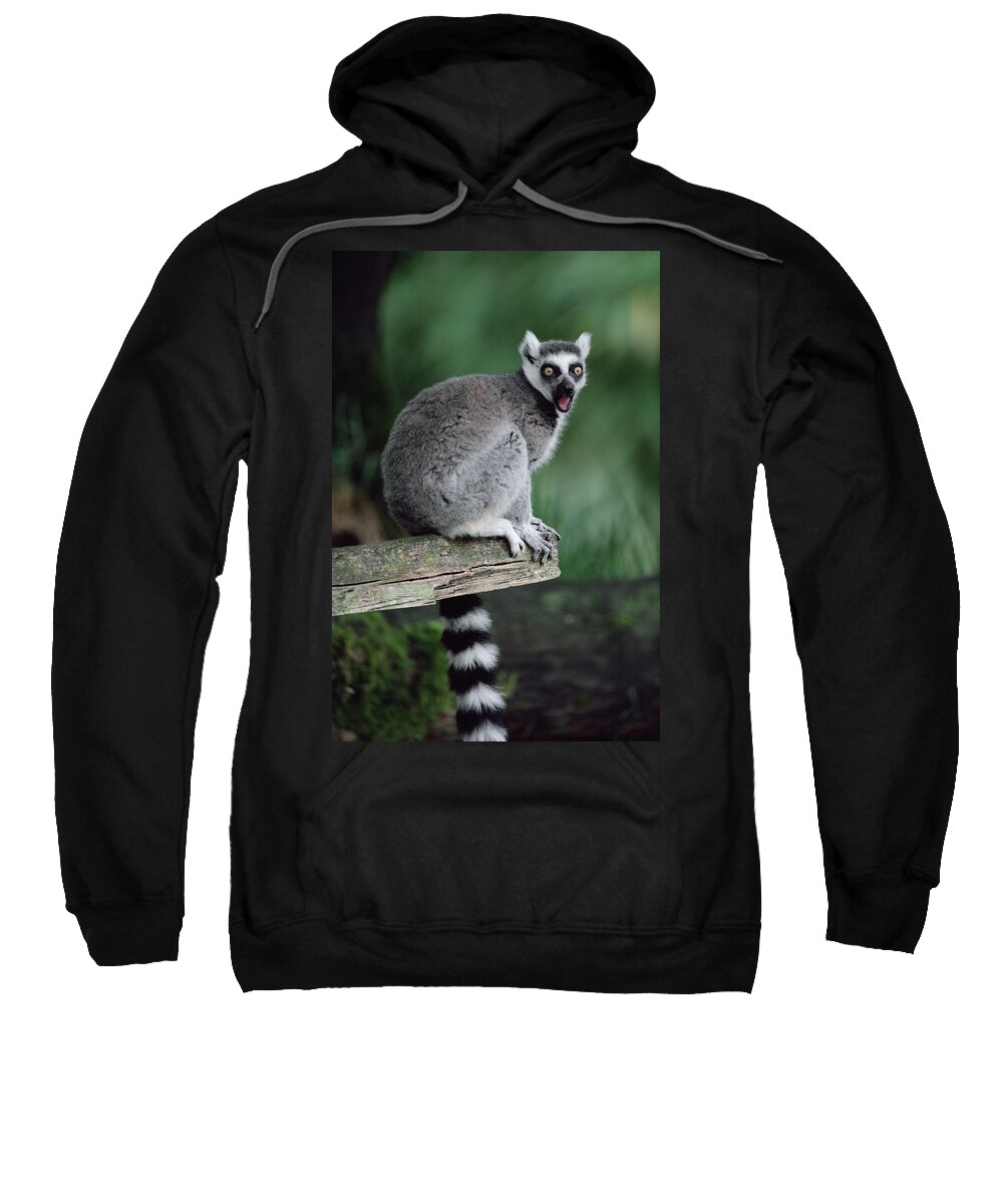 Feb0514 Sweatshirt featuring the photograph Ring-tailed Lemur Calling by Gerry Ellis