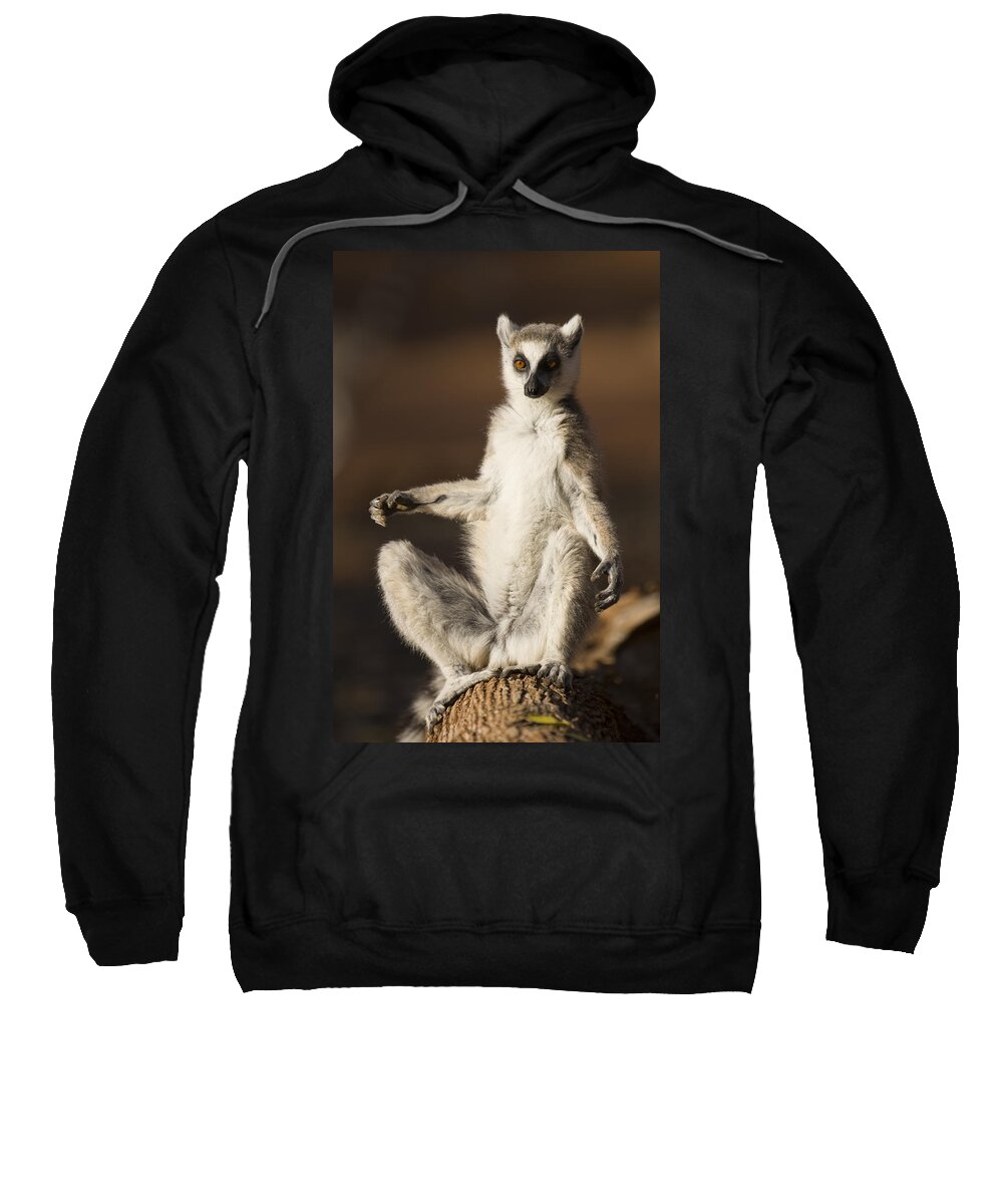 Feb0514 Sweatshirt featuring the photograph Ring-tailed Lemur Sunning Berenty by Suzi Eszterhas