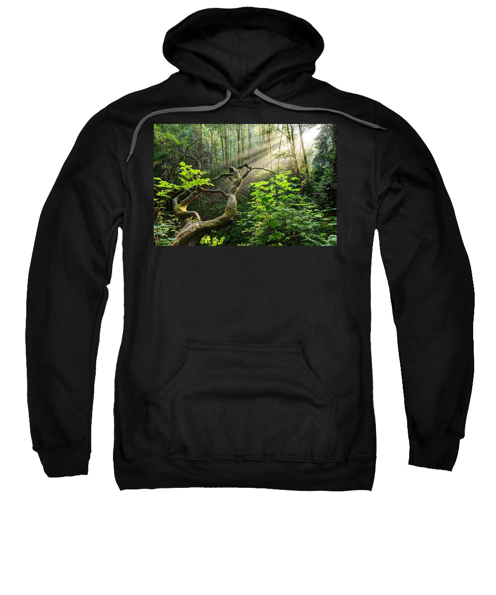 California Sweatshirt featuring the photograph Sacred Grove by Dustin LeFevre