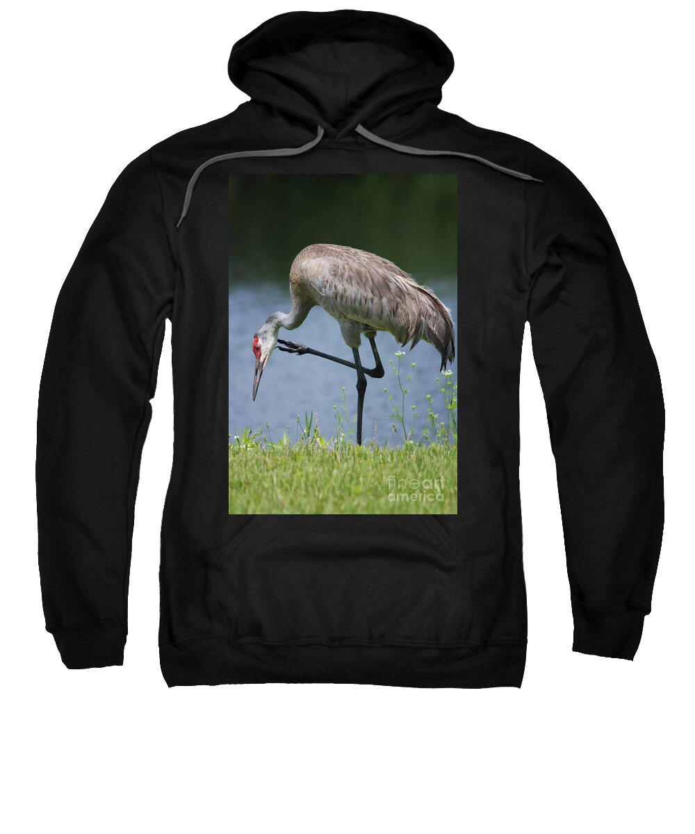Sandhill Crane Sweatshirt featuring the photograph Sandhill Crane by John Greco