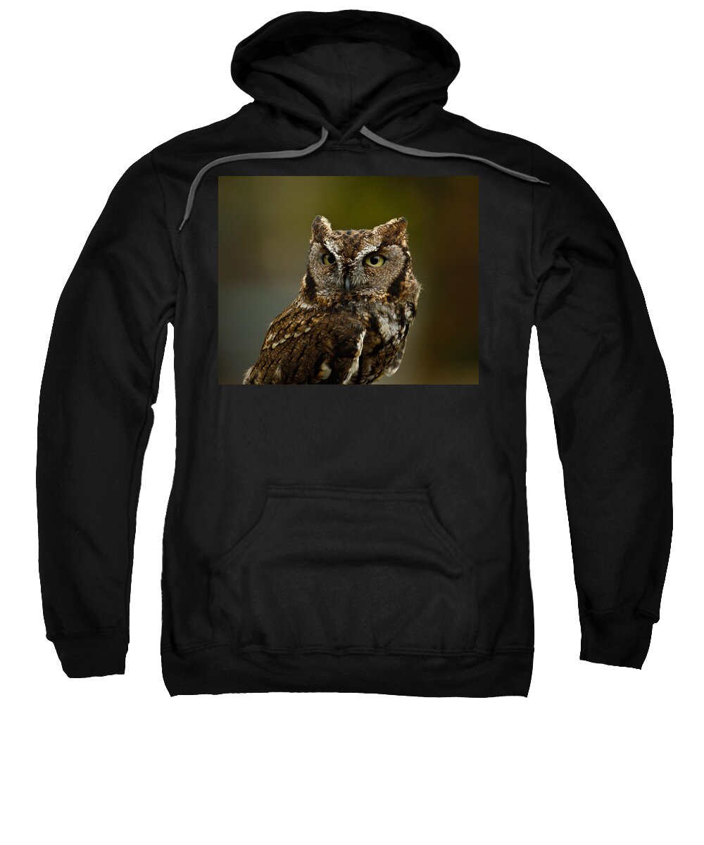 Screech Owl Sweatshirt featuring the photograph Screech Owl by Steve McKinzie