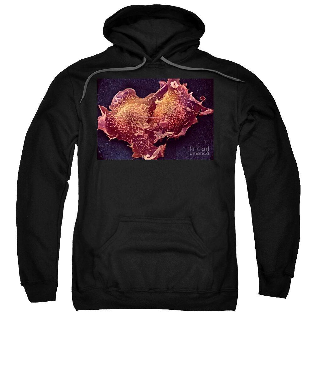 Cell Sweatshirt featuring the photograph Sem Of Mitosis by Keith R. Porter