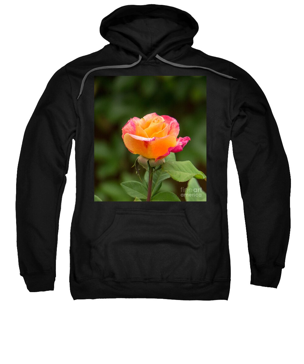 Rose Sweatshirt featuring the photograph Sunset Rose by Weir Here And There