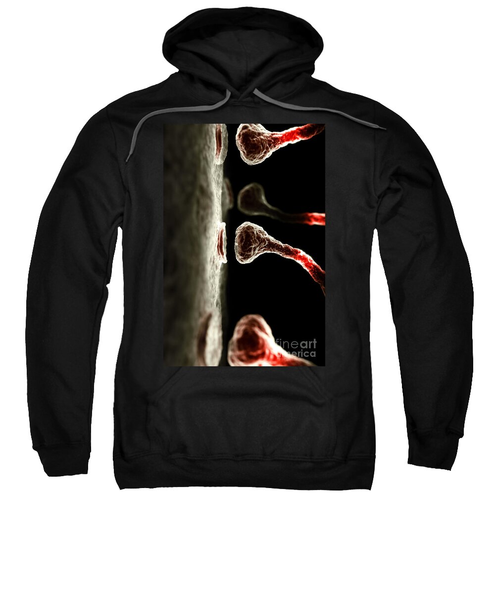 Biomedical Illustration Sweatshirt featuring the photograph Synapses by Science Picture Co