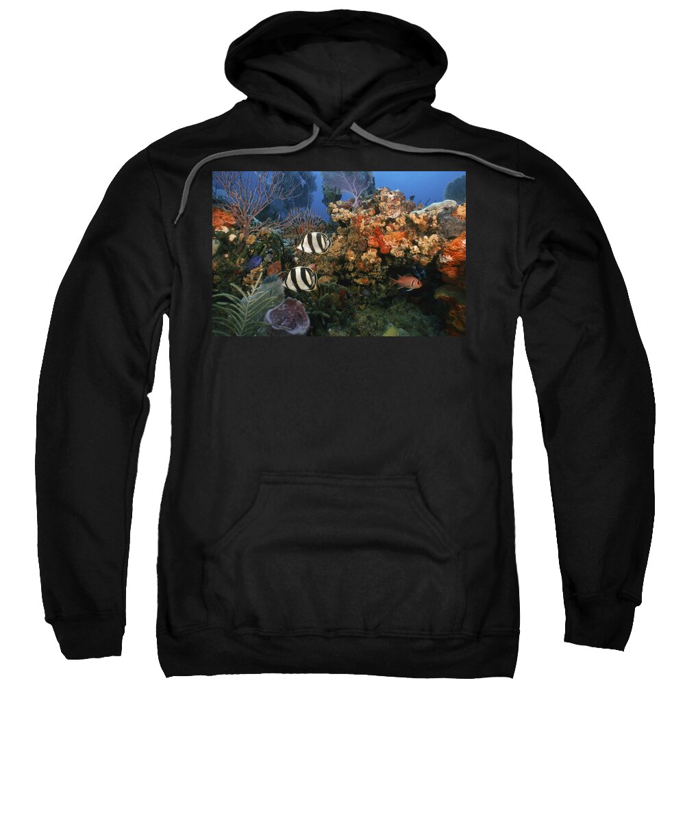 Angle Sweatshirt featuring the photograph The Butterflyfish on Reef by Sandra Edwards