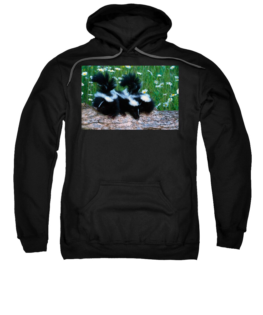 Photography Sweatshirt featuring the photograph Three Young Skunks On Log In Wildflower by Panoramic Images