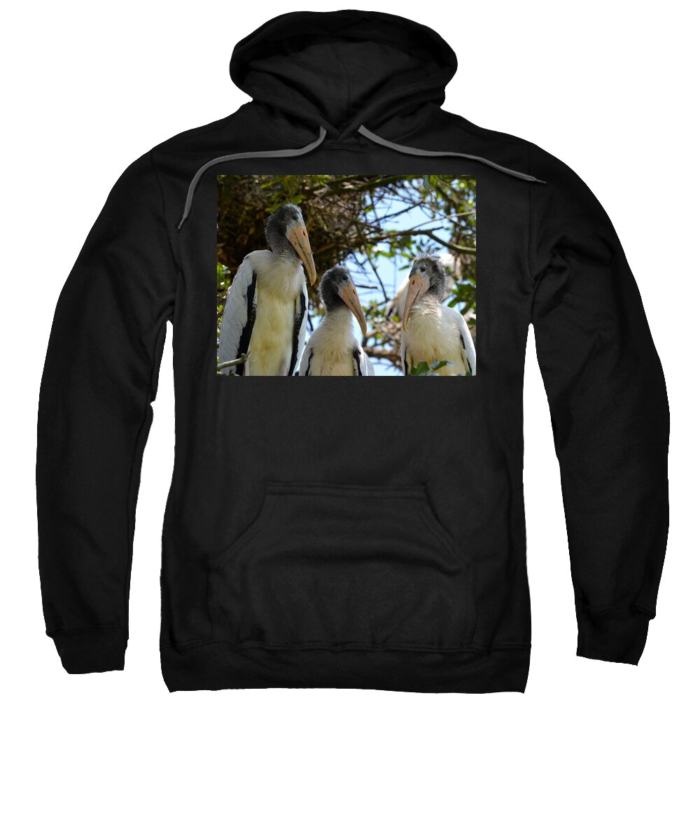 Family Sweatshirt featuring the photograph Triplet Wood Stork Nestlings by Richard Bryce and Family