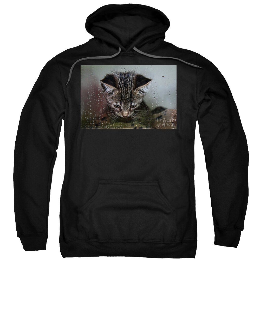 Animal Sweatshirt featuring the photograph Waiting For Sunshine by Teresa Zieba