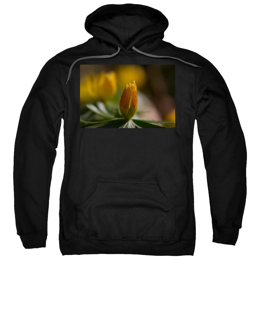 Winter Aconite Sweatshirt featuring the photograph Winter Aconite by Andreas Levi