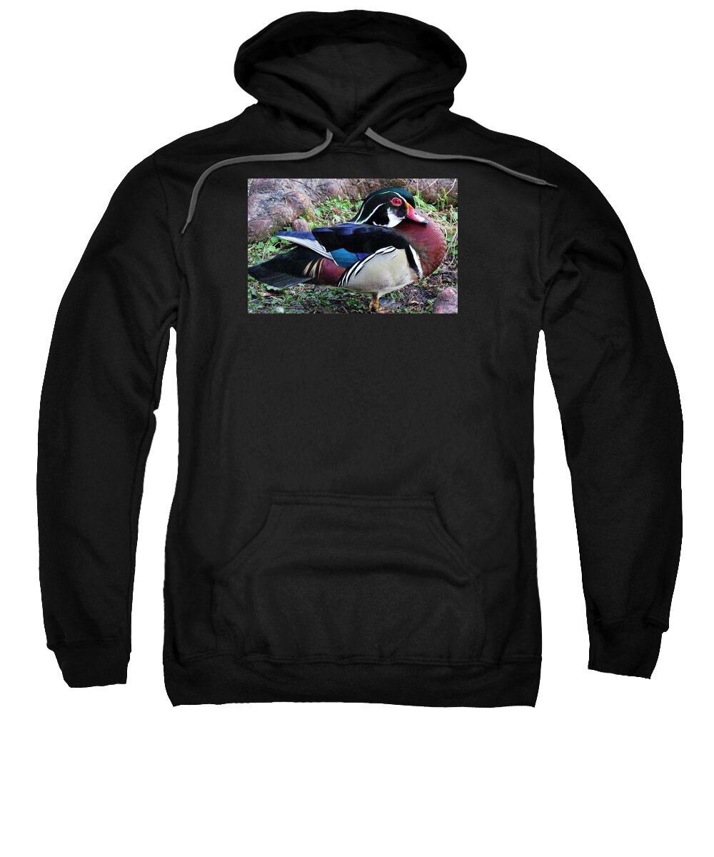 Duck Sweatshirt featuring the photograph Wood Duck by Cynthia Guinn