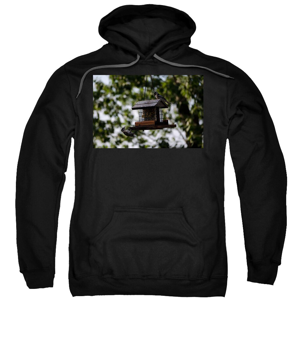 Woodpecker Sweatshirt featuring the photograph Woodpeckers at Dinner by Jim Shackett