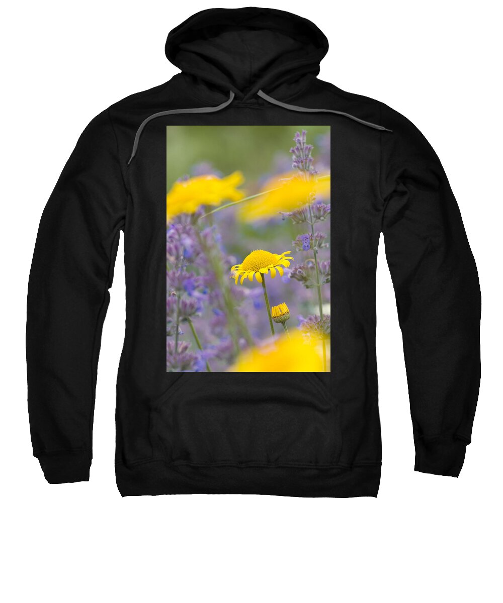 Yellow Sweatshirt featuring the photograph Yellow and purple flowers on a green summer meadow by Matthias Hauser