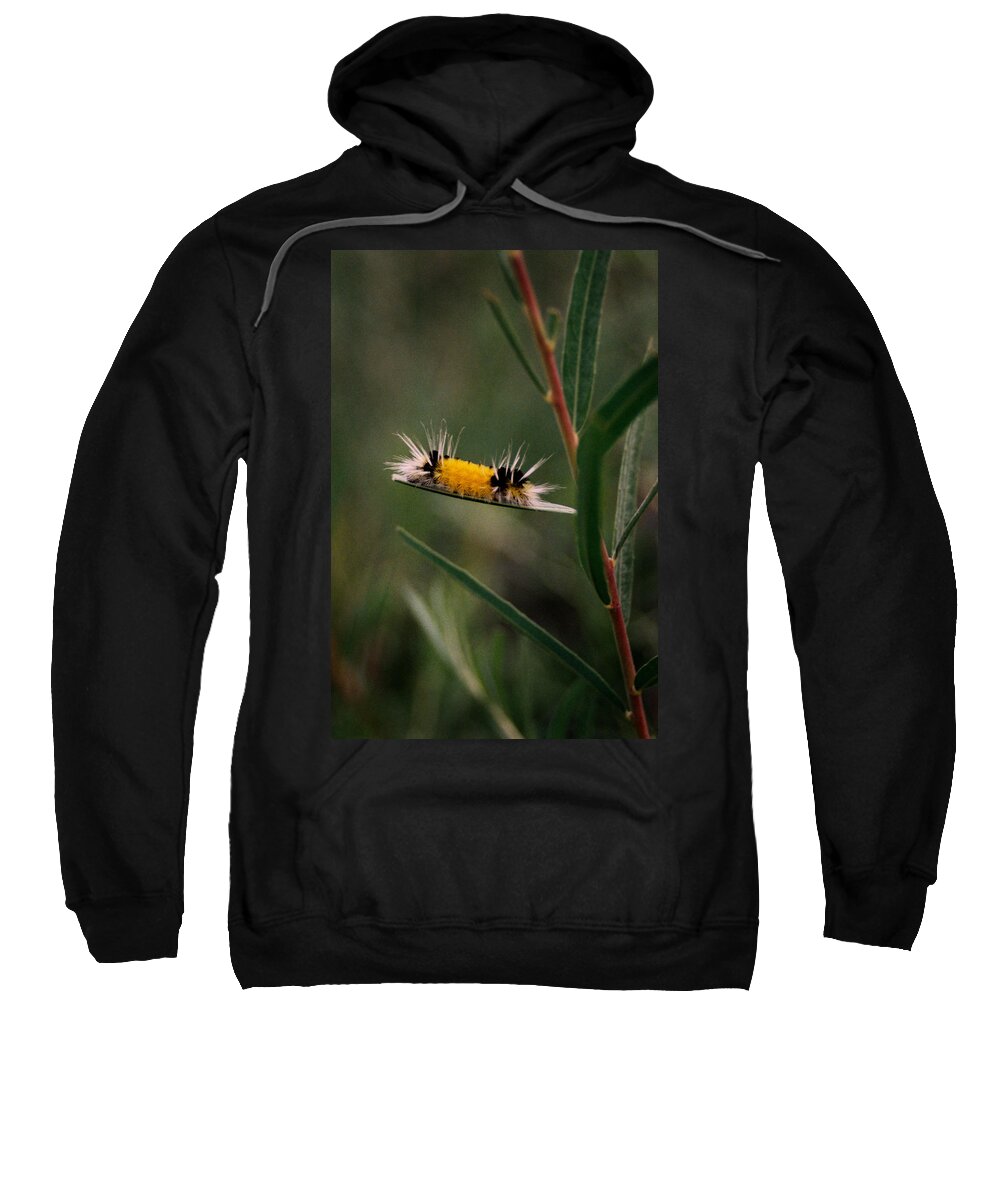 Bug Sweatshirt featuring the photograph Struttin Your Stuff by Ron Weathers