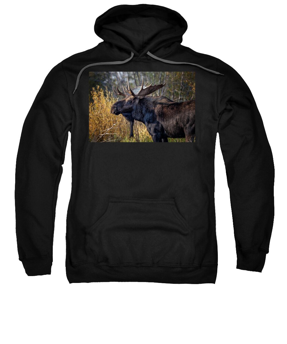 2012 Sweatshirt featuring the photograph Bull Moose #2 by Ronald Lutz