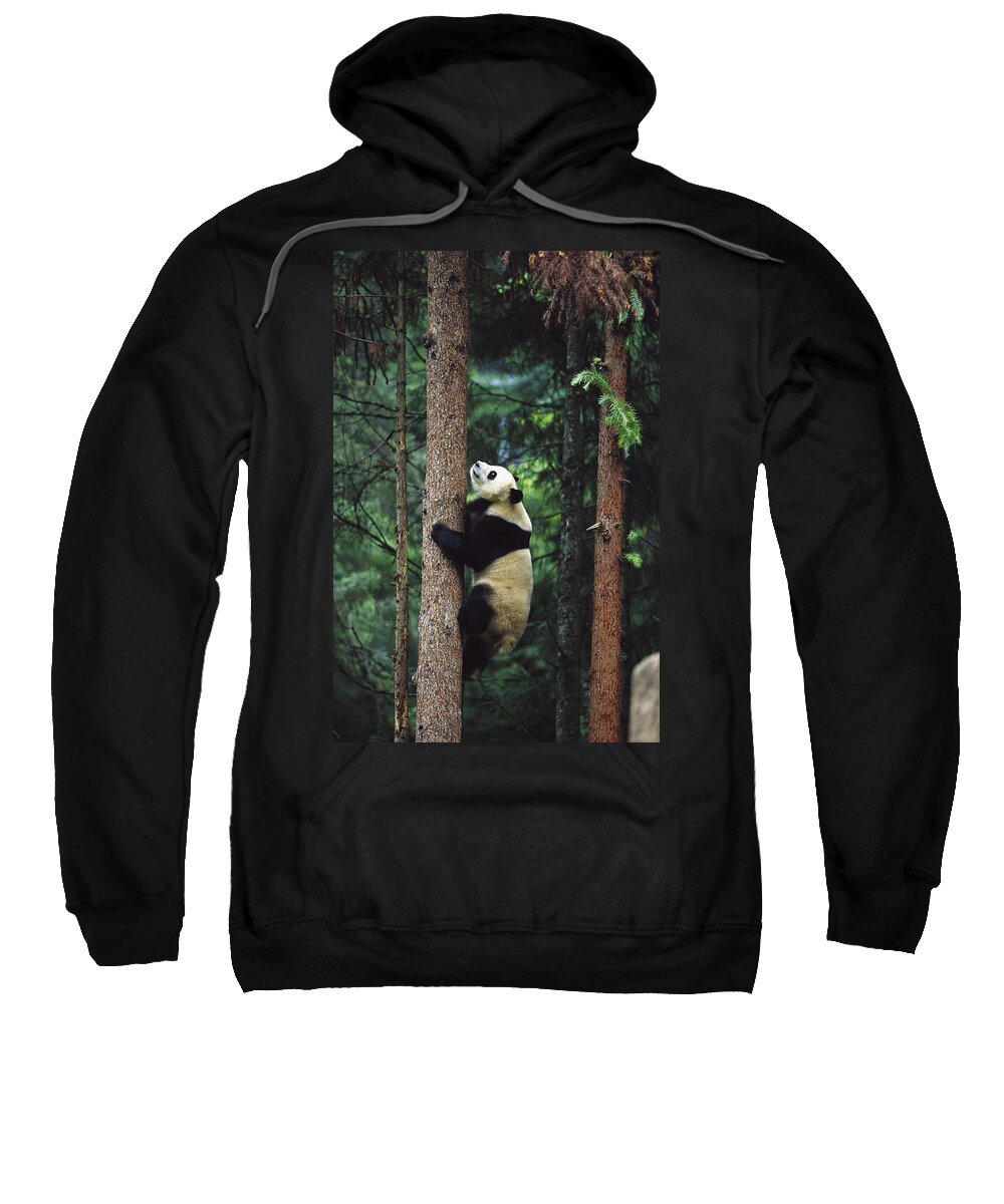 Mp Sweatshirt featuring the photograph Giant Panda Ailuropoda Melanoleuca #1 by Cyril Ruoso