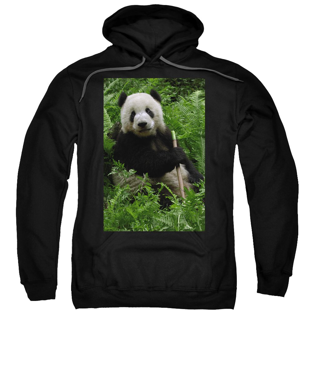 Mp Sweatshirt featuring the photograph Giant Panda Ailuropoda Melanoleuca #1 by Pete Oxford