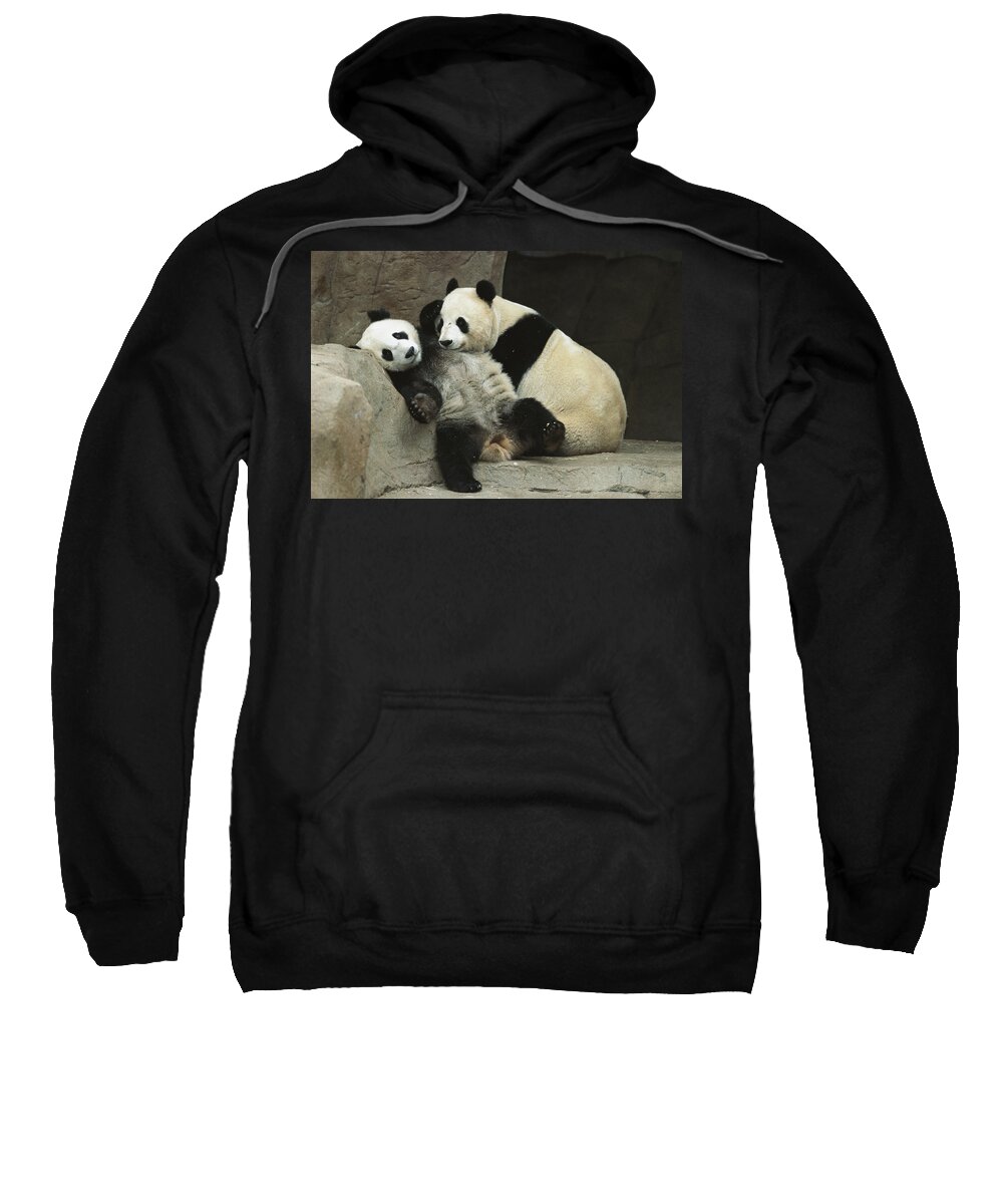 Affection Sweatshirt featuring the photograph Giant Panda Ailuropoda Melanoleuca #1 by San Diego Zoo