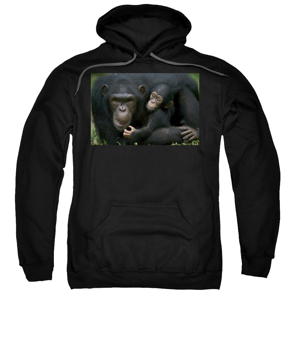 00620819 Sweatshirt featuring the photograph Chimpanzee Female Holding Infant by Cyril Ruoso