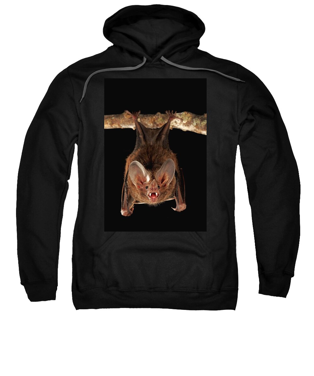 Mp Sweatshirt featuring the photograph Fringe-lipped Bat Trachops Cirrhosus by Christian Ziegler