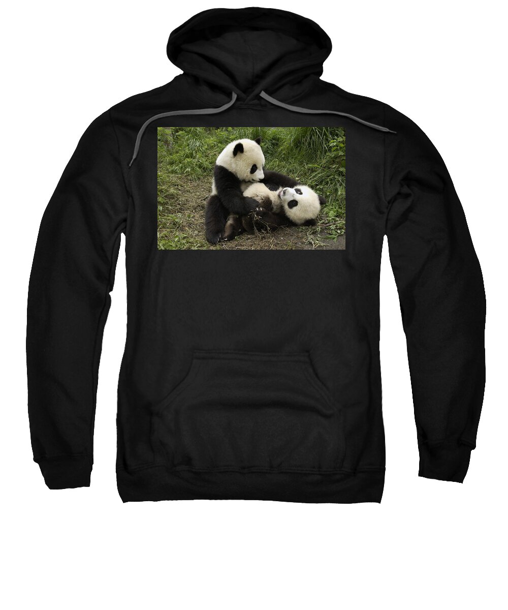 Mp Sweatshirt featuring the photograph Giant Panda Ailuropoda Melanoleuca Two by Katherine Feng