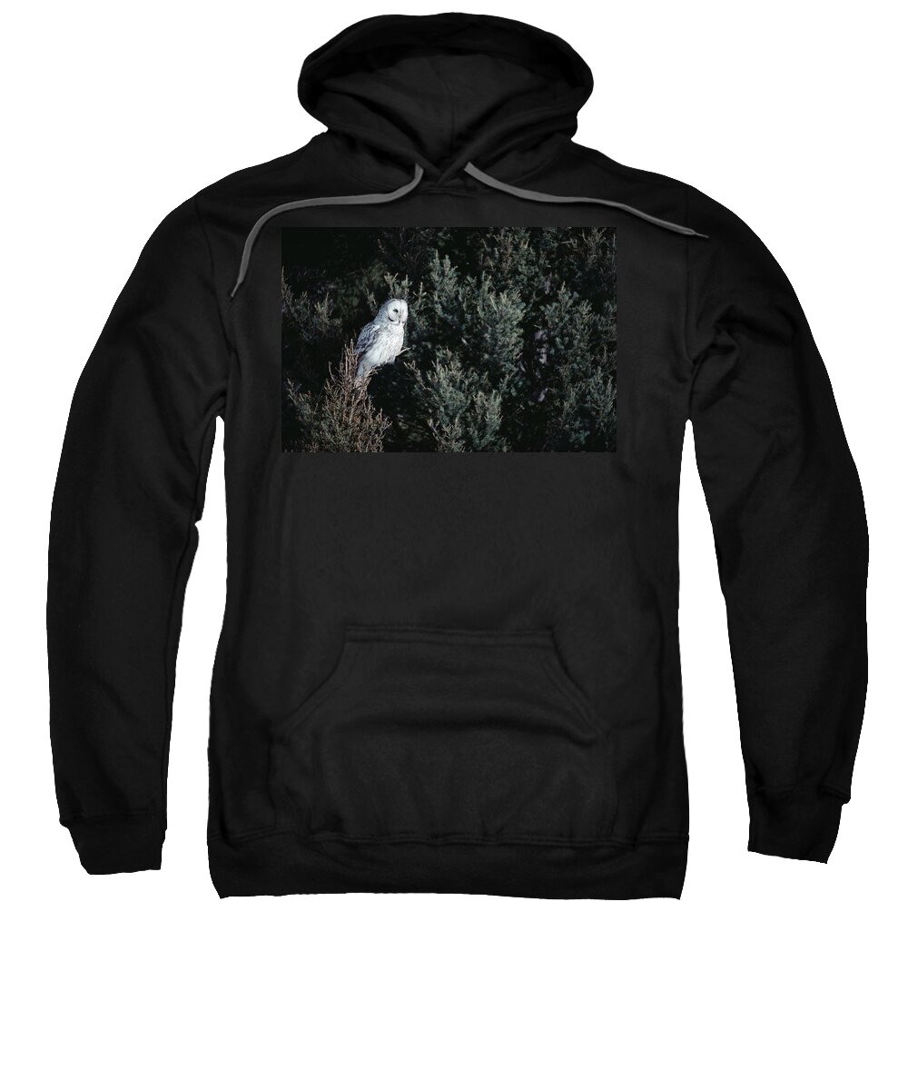 Mp Sweatshirt featuring the photograph Great Gray Owl Strix Nebulosa In Blonde by Michael Quinton