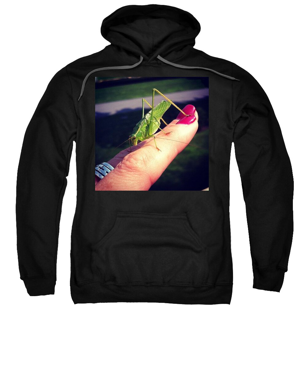 Katydid Sweatshirt featuring the photograph #katydid ...oh The Irony by Katie Cupcakes