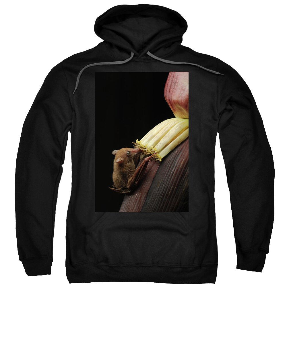 Mp Sweatshirt featuring the photograph Lesser Long-tongued Fruit Bat by Ch'ien Lee