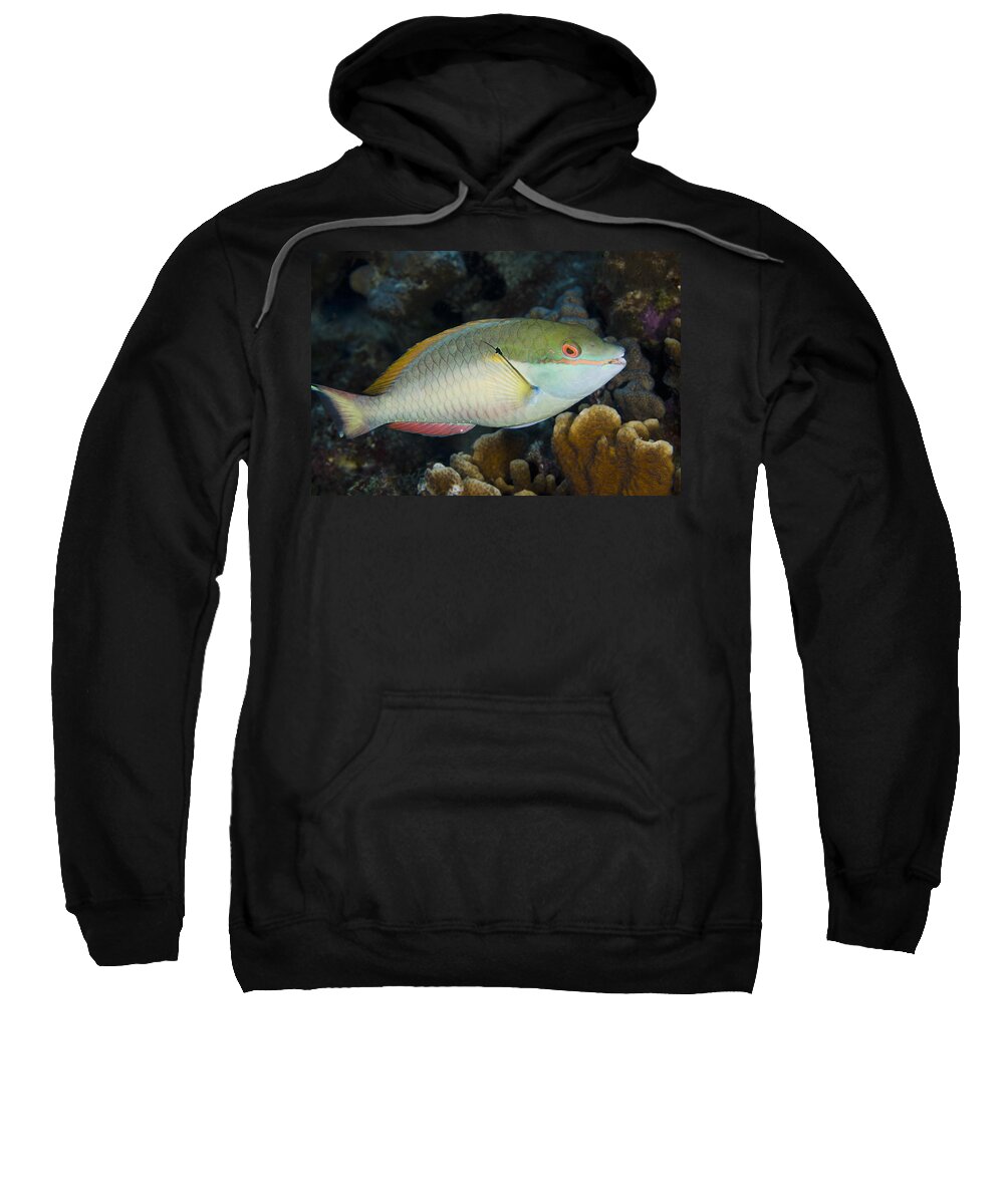 00462778 Sweatshirt featuring the photograph Red-banded Parrotfish Bonaire by Pete Oxford