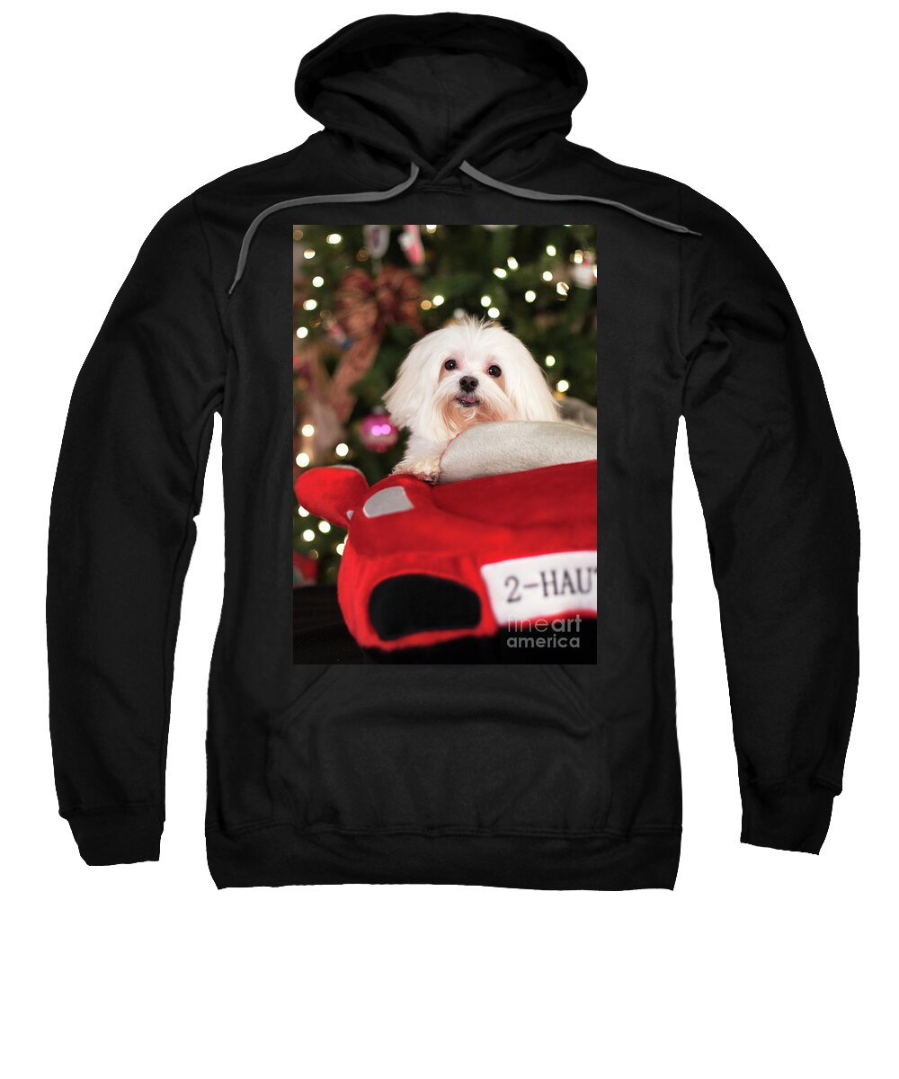 Maltese Sweatshirt featuring the photograph Student Driver by Leslie Leda