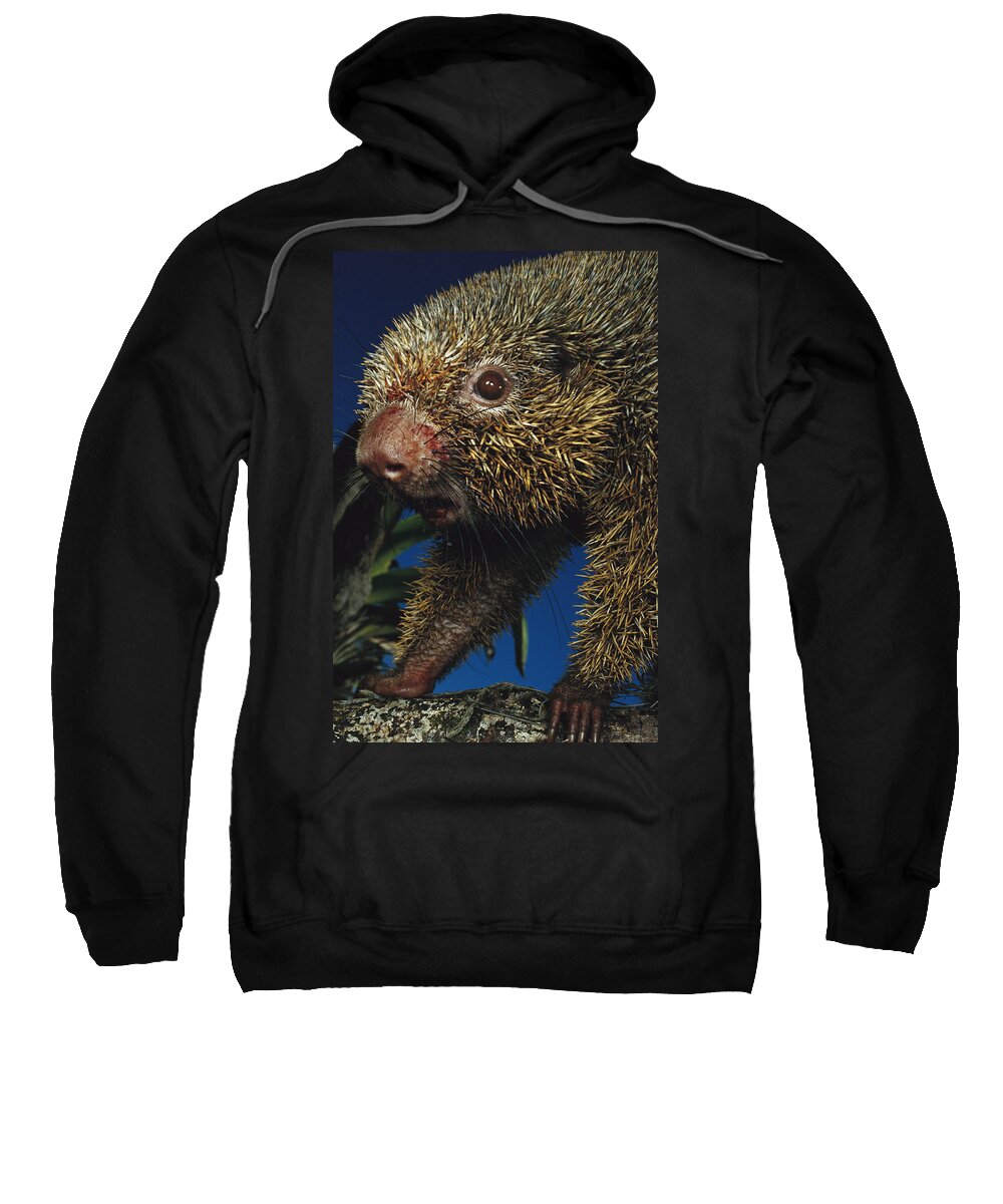 00750598 Sweatshirt featuring the photograph Thin-spined Porcupine Brazil by Mark Moffett