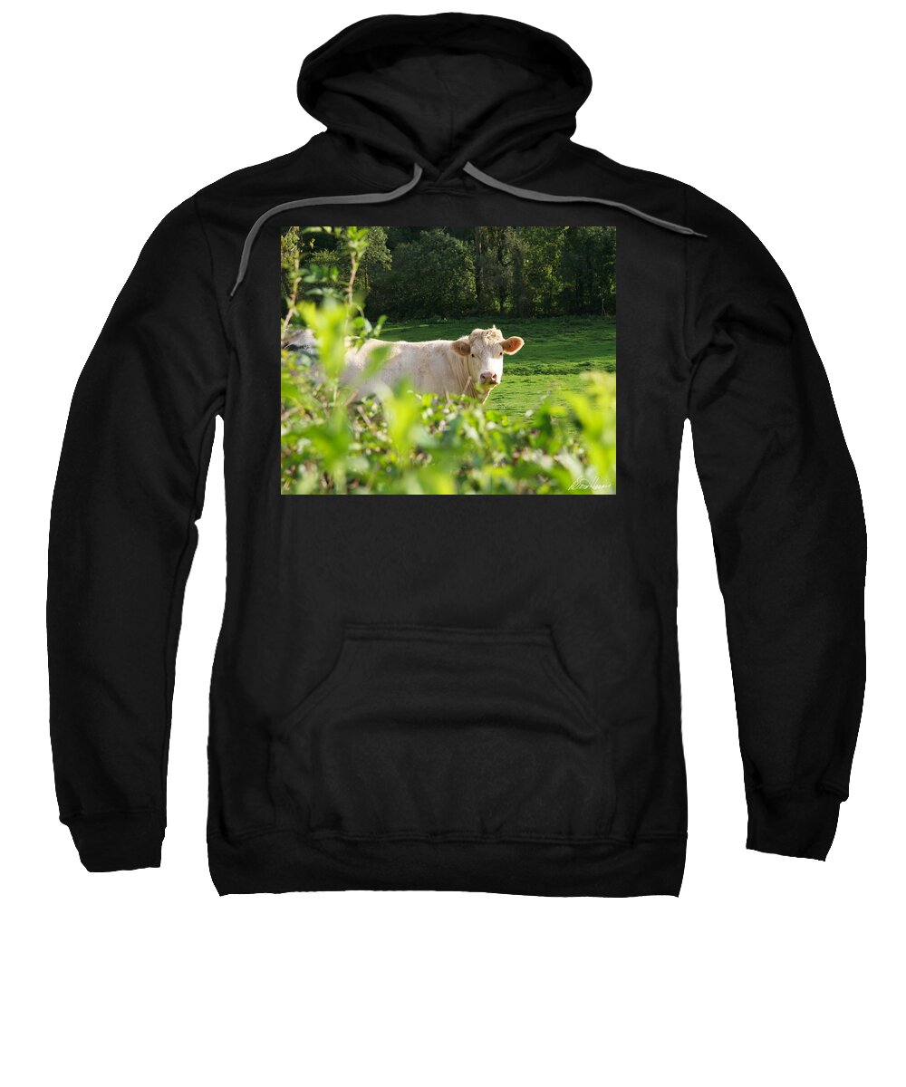 White Sweatshirt featuring the photograph White Cow by Diana Haronis