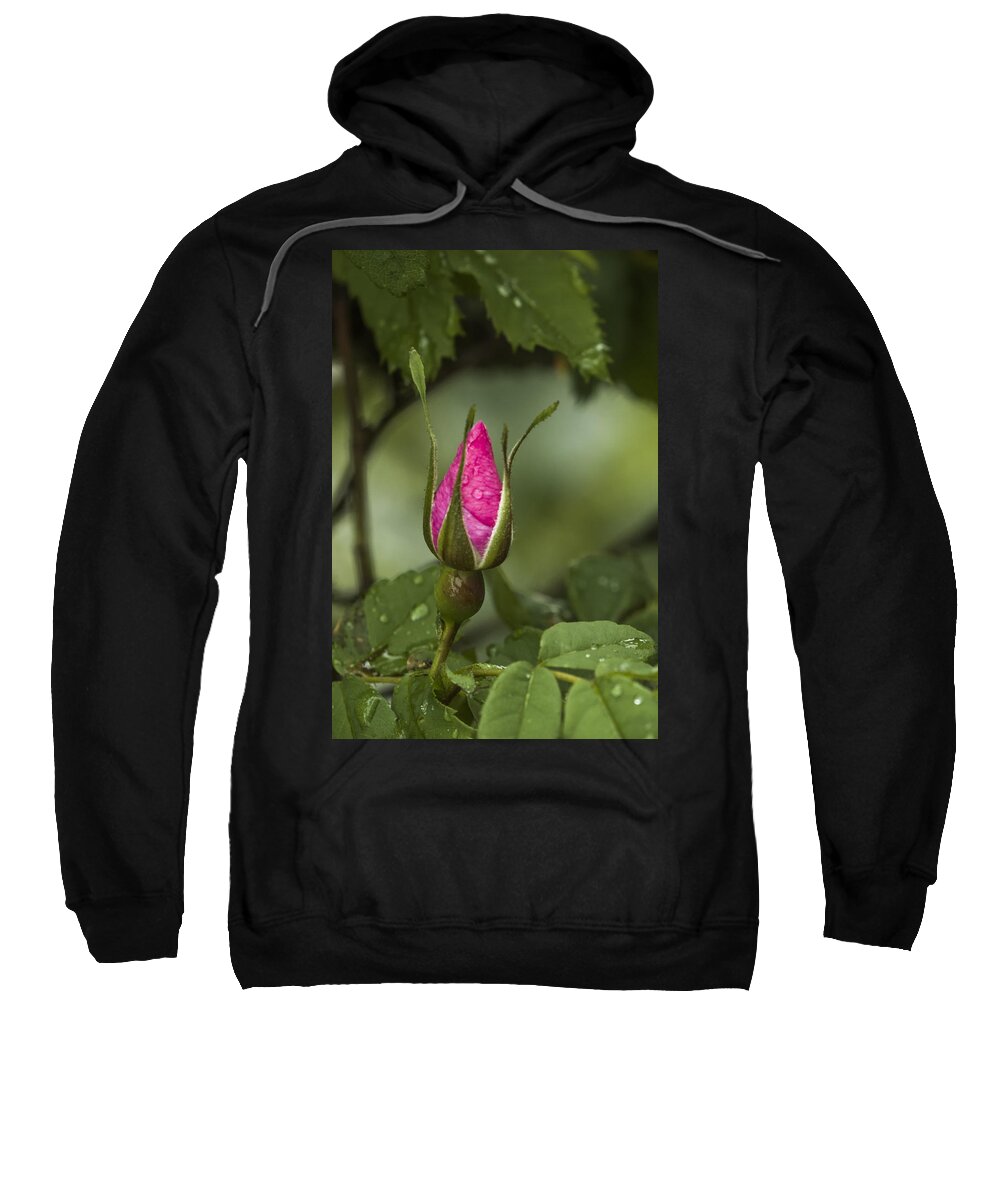 Plants Sweatshirt featuring the photograph Wild Rose Bud by Albert Seger