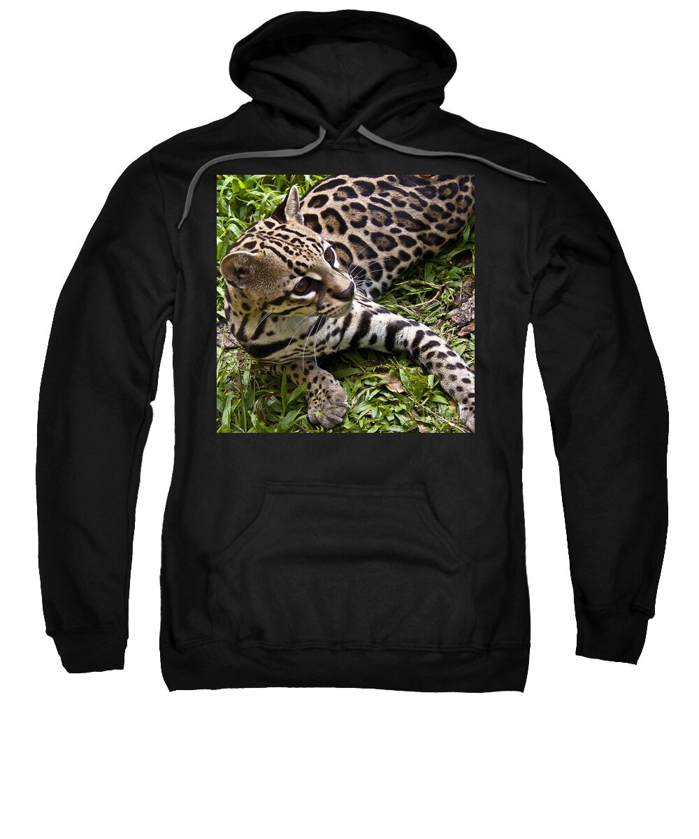 Nature Sweatshirt featuring the photograph Young Ocelot by Heiko Koehrer-Wagner