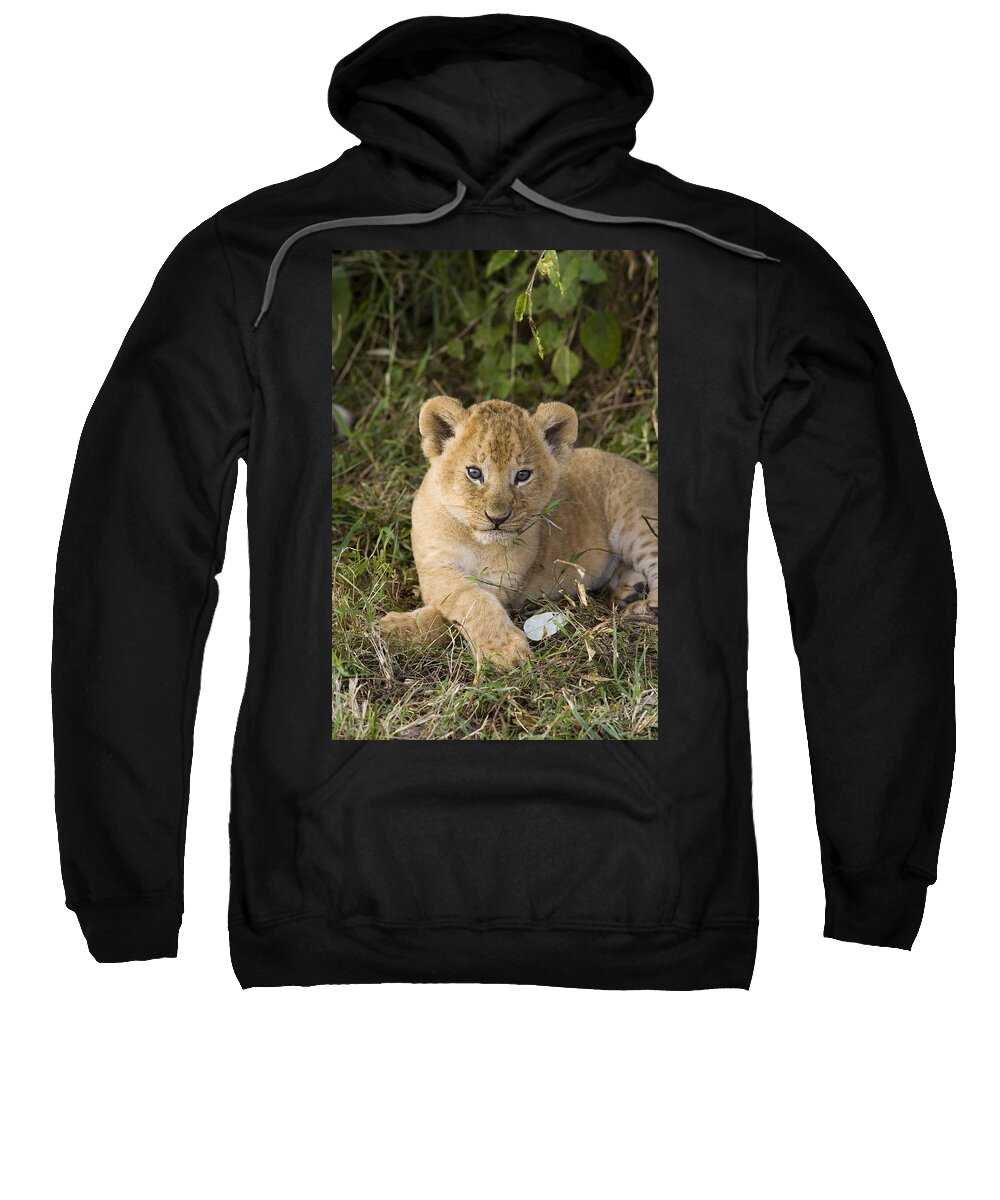 00761263 Sweatshirt featuring the photograph African Lion 5 Week Old Cub Masai Mara #1 by Suzi Eszterhas