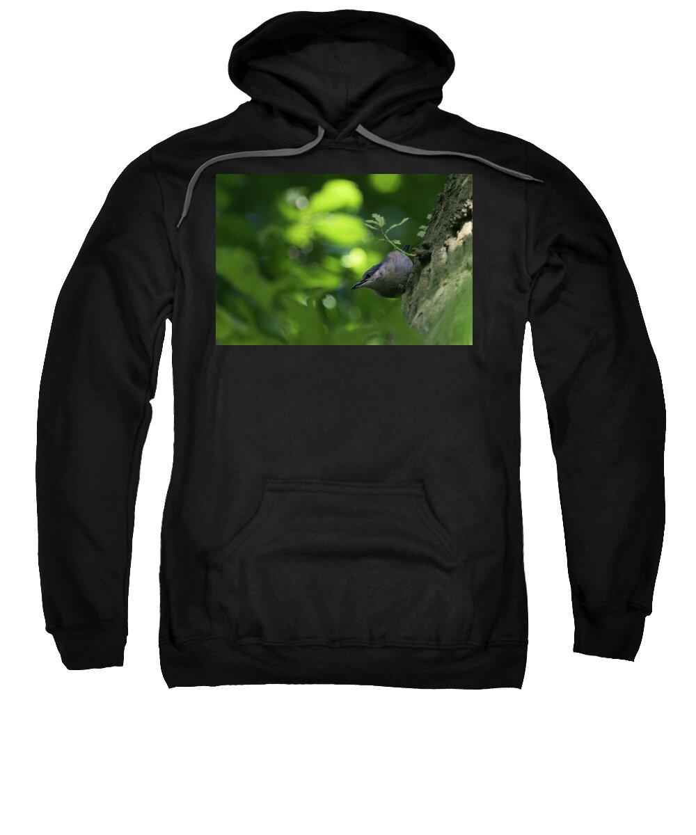 ©wendy Cooper Sweatshirt featuring the photograph Nuthatch #1 by Wendy Cooper