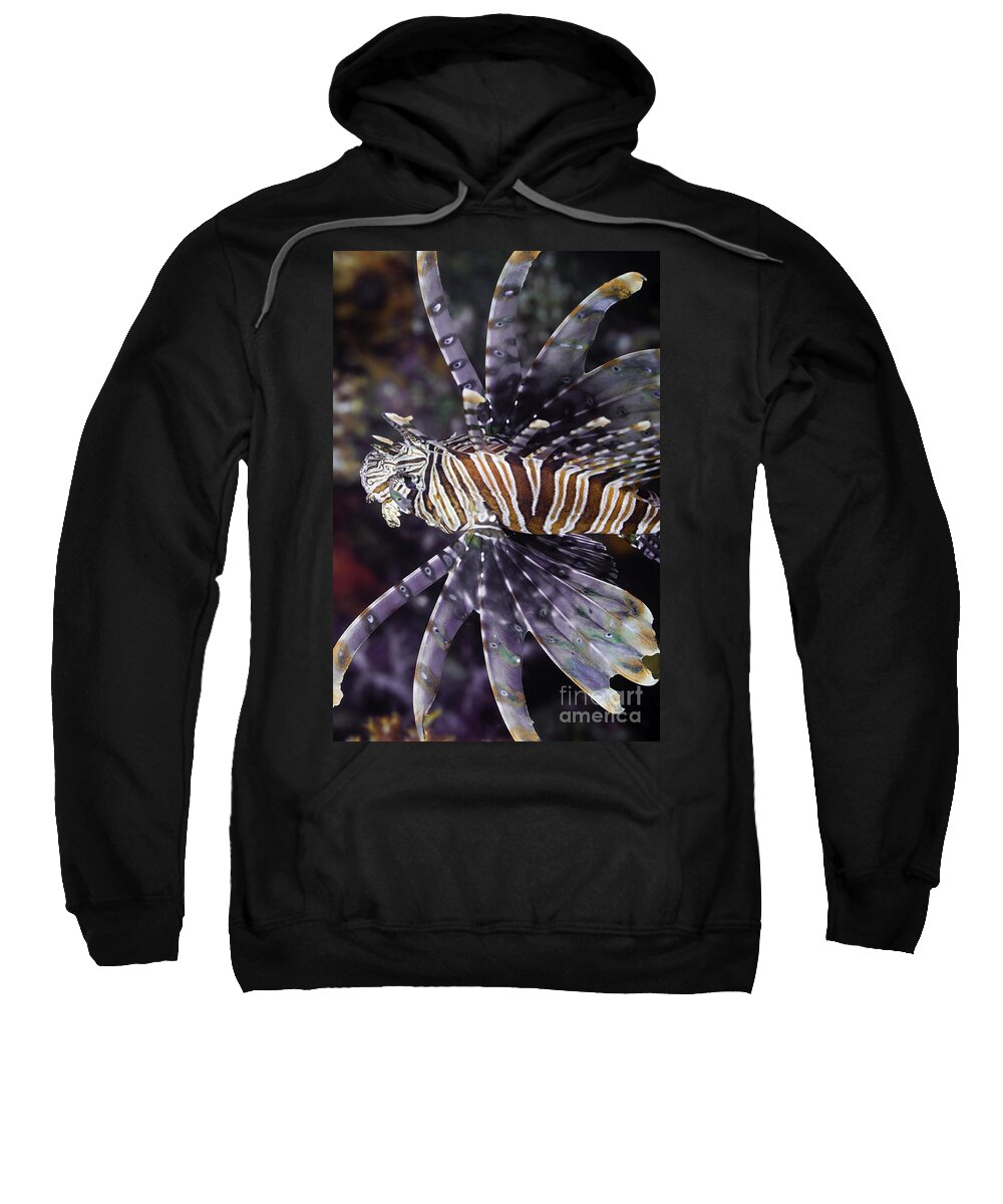 Red Lionfish Sweatshirt featuring the photograph Red Lionfish - Pterois volitans #1 by Anthony Totah
