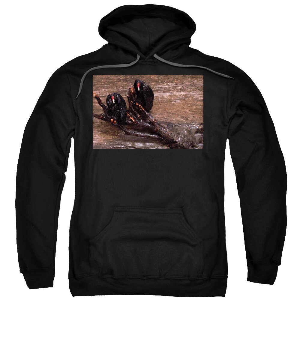 3d Sweatshirt featuring the mixed media 2 Hulking Vultures by Roger Swezey