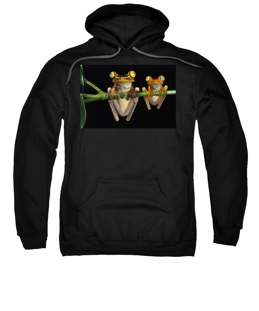 Mp Sweatshirt featuring the photograph Chachi Tree Frog Hyla Picturata Pair #3 by Pete Oxford
