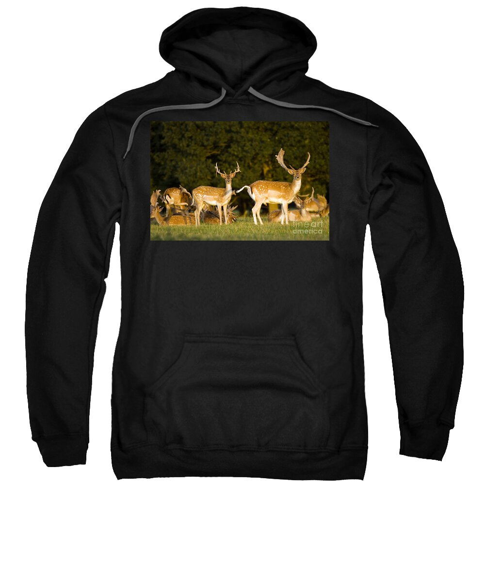 Fallow Deer Sweatshirt featuring the photograph Fallow Deer #3 by Ang El