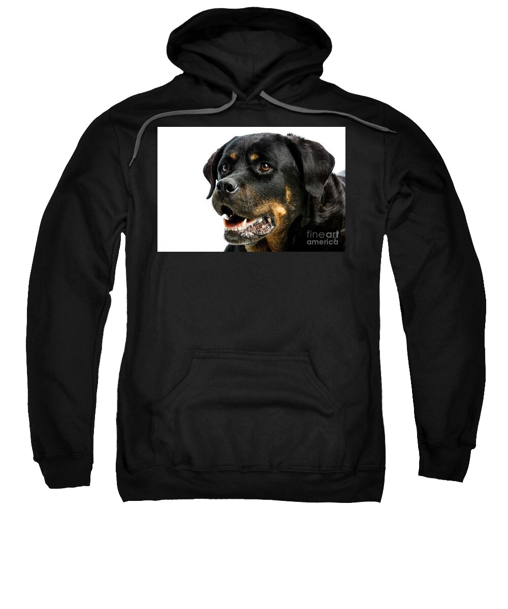 Animal Sweatshirt featuring the photograph Rottweiler dog #4 by Gunnar Orn Arnason