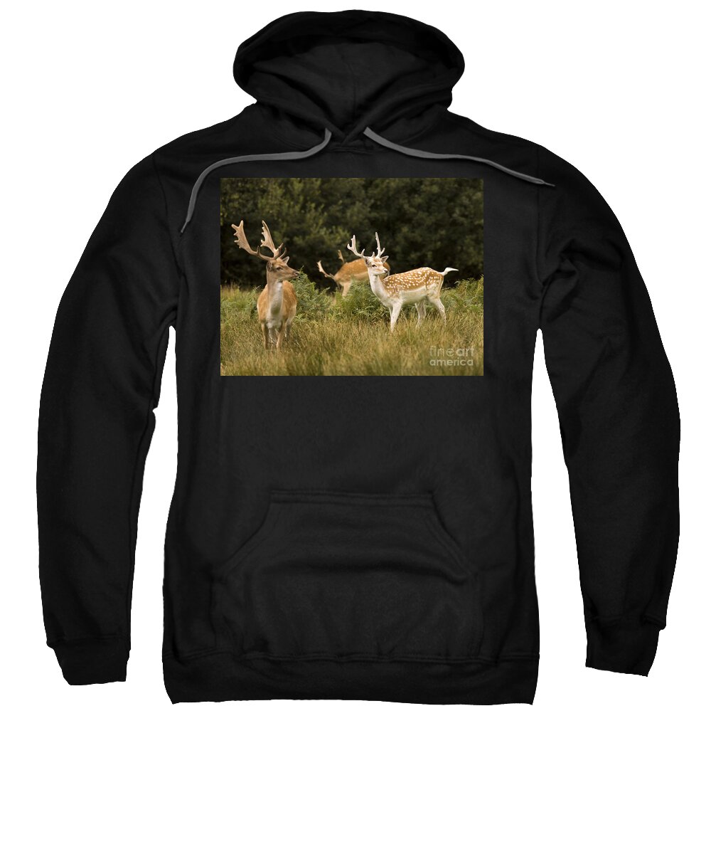 Fallow Deer Sweatshirt featuring the photograph Fallow Deer #7 by Ang El