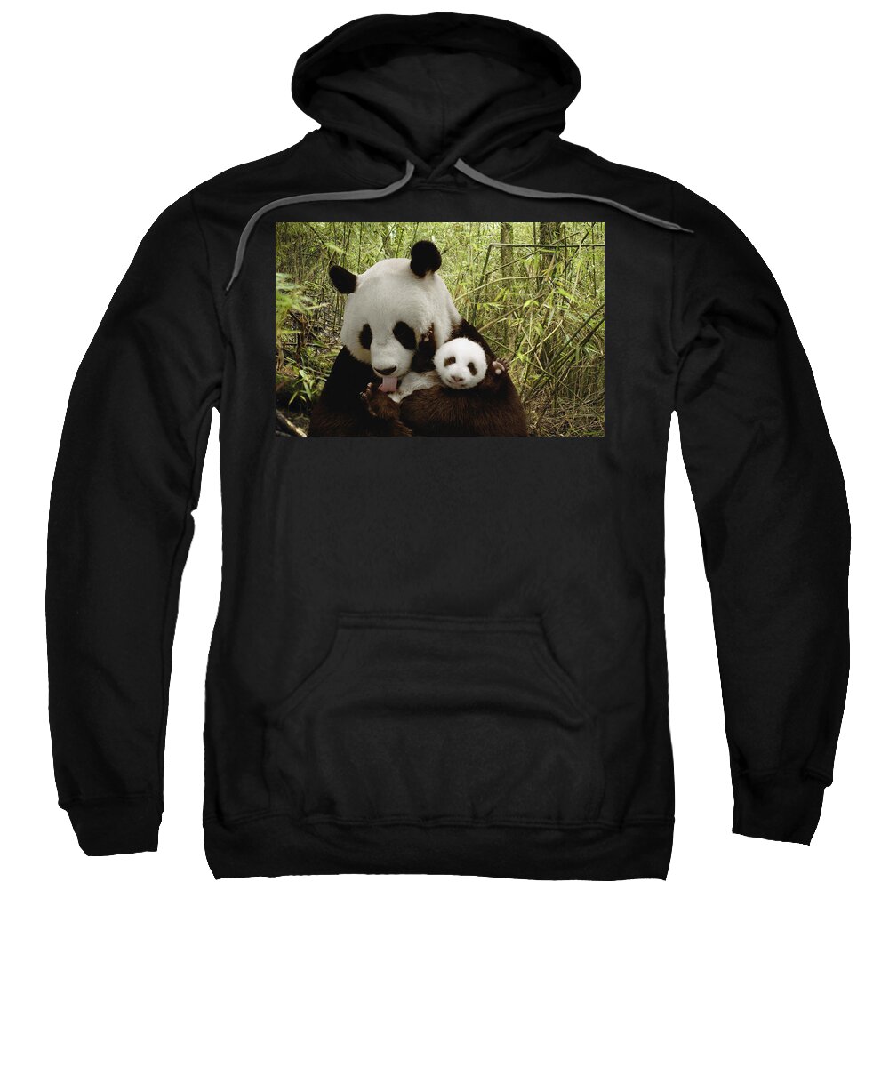 Mp Sweatshirt featuring the photograph Giant Panda Ailuropoda Melanoleuca #9 by Katherine Feng