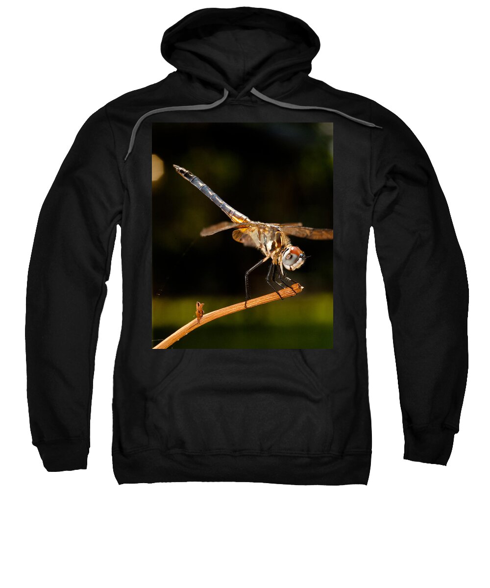 Dragonfly Sweatshirt featuring the photograph A Dragonfly by Christopher Holmes