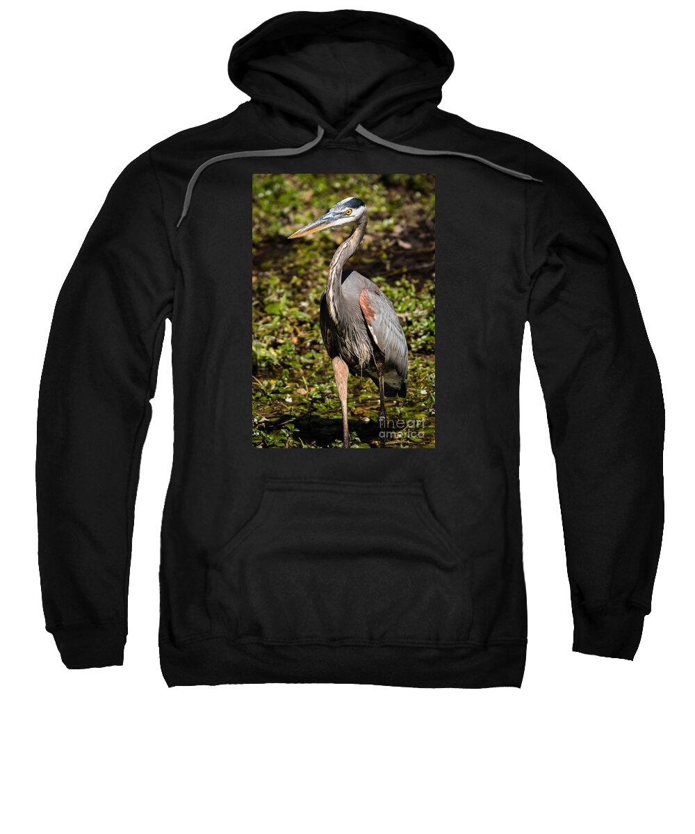 Nature Sweatshirt featuring the photograph A Young Great Blue Heron by George Kenhan