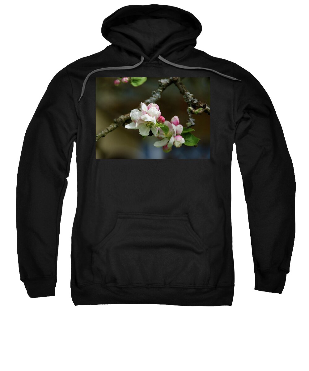 Apple Blossom Sweatshirt featuring the photograph Apple Blossom by Rebekah Zivicki