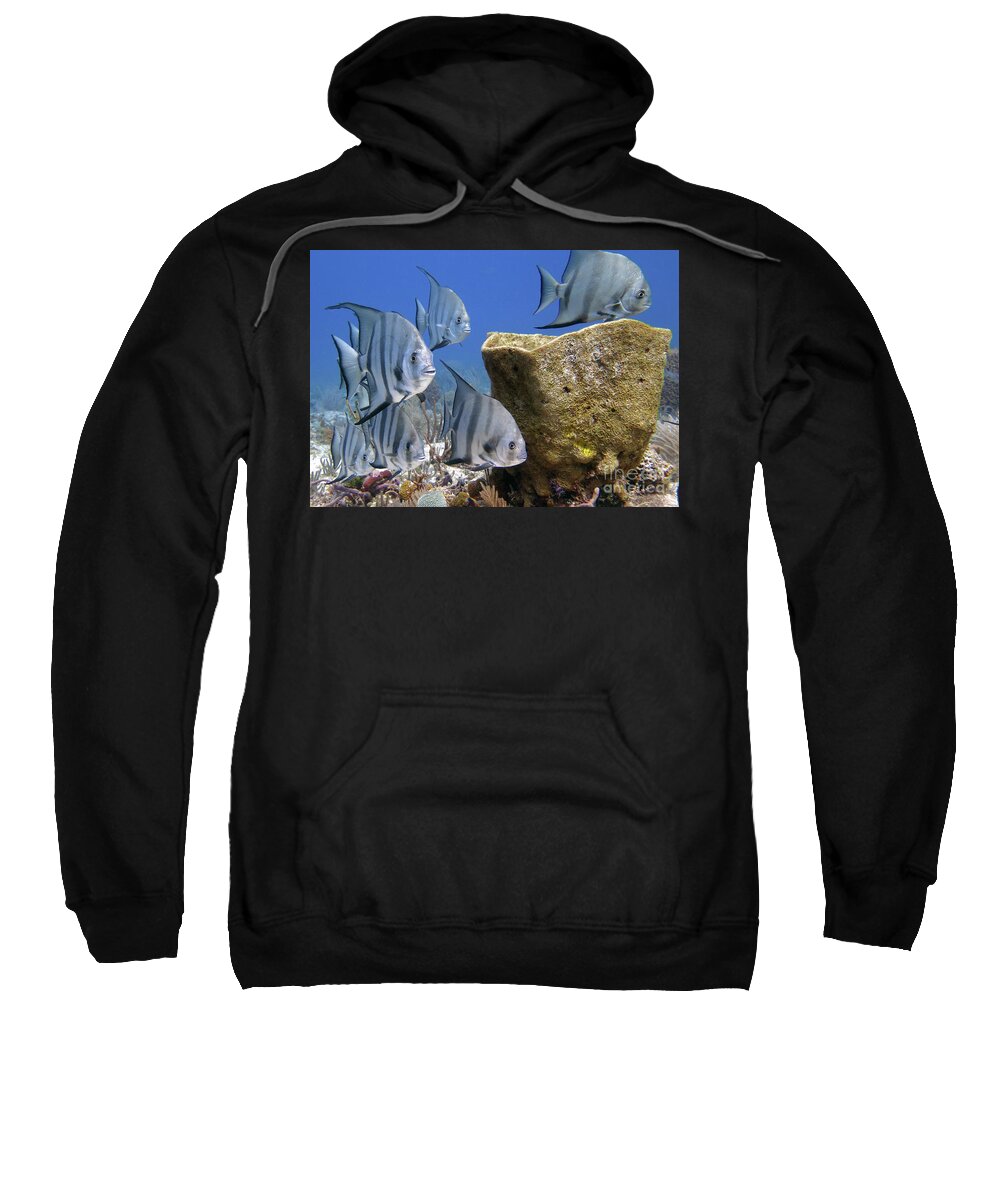 Underwater Sweatshirt featuring the photograph Atlantic Spadefish with Sponge by Daryl Duda