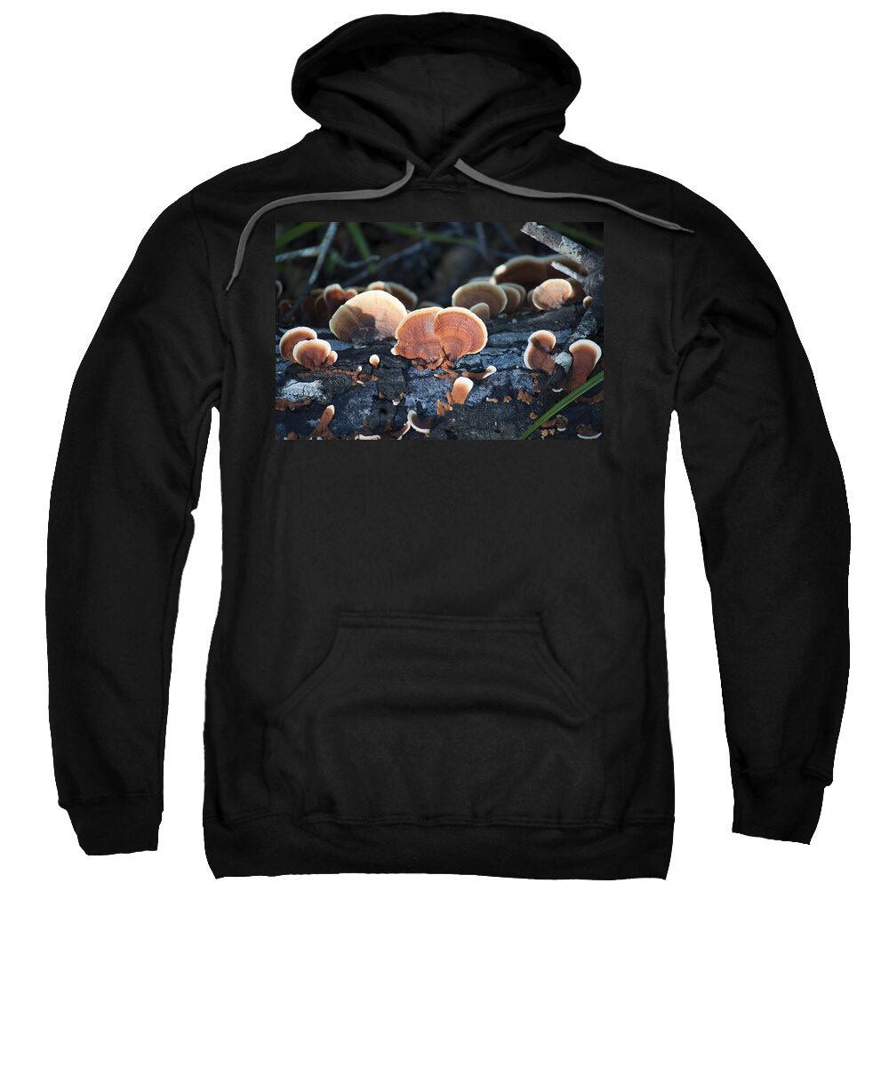 Nature Sweatshirt featuring the photograph Backlit Bracket Fungi by Kenneth Albin