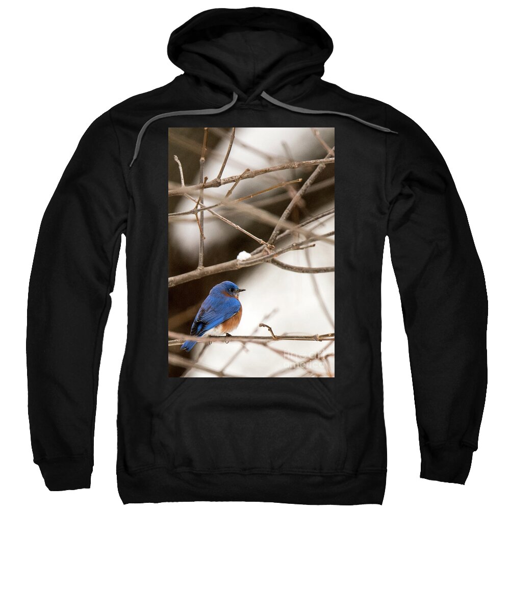 Backyard Sweatshirt featuring the photograph Backyard Bluebird by Ed Taylor