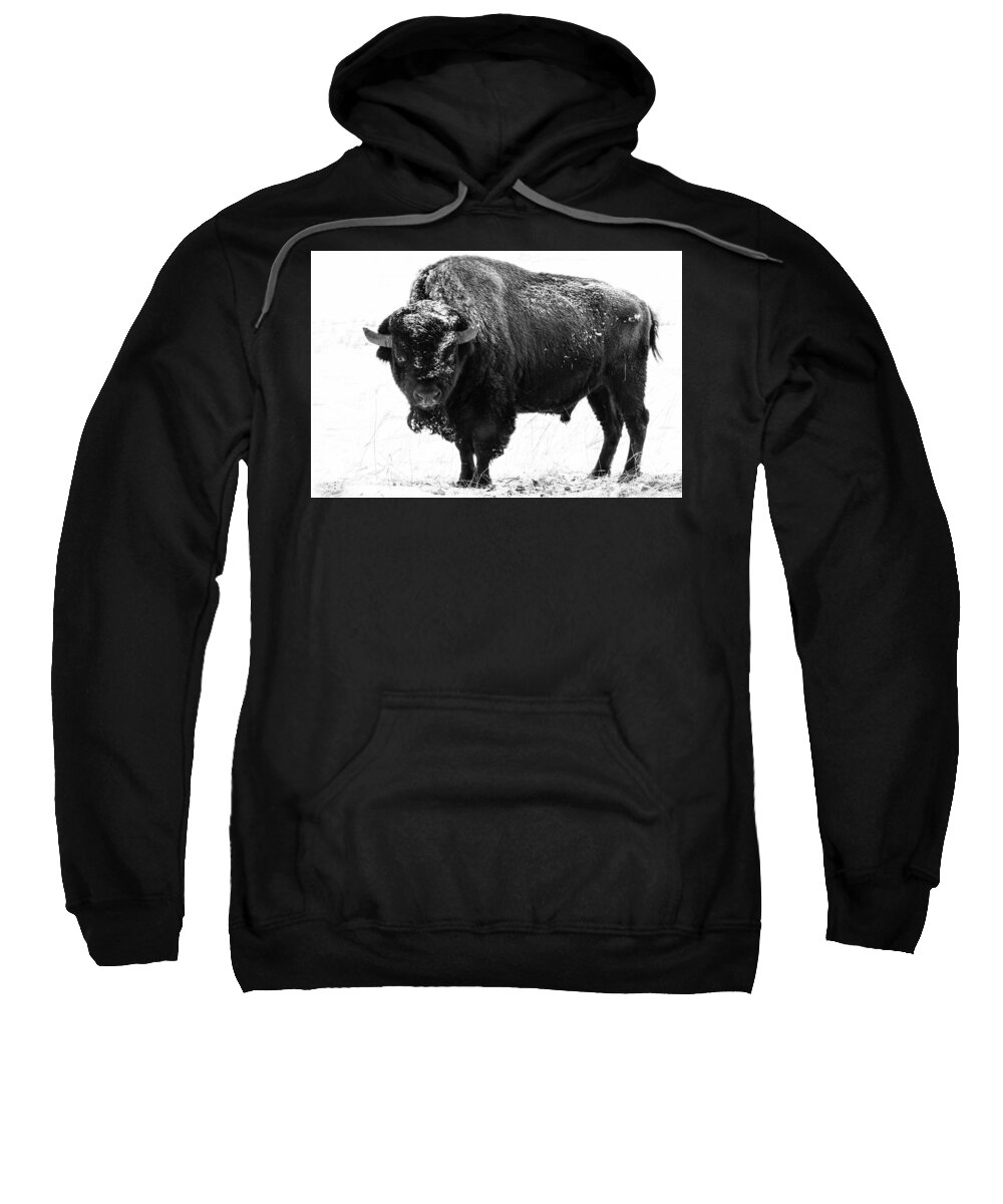 Nature Sweatshirt featuring the photograph Black and White of a Massive Bison Bull in the Snow by Tony Hake